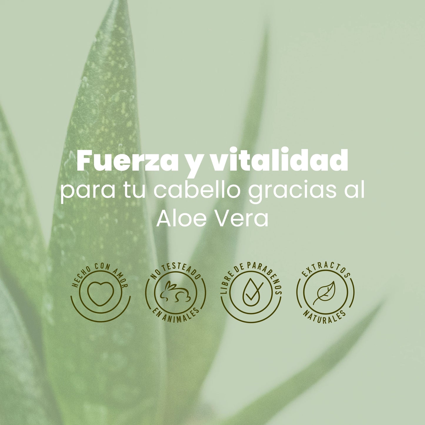 SHAMPOO CON ALOE VERA ANYELUZ